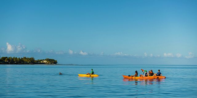 Kayaking dolphins west coast (3)